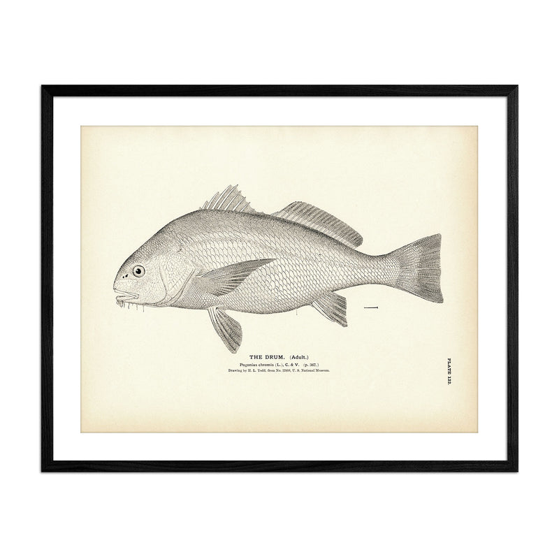 Drum (Adult) Art Print - Muir Way - Fisheries