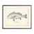 Vintage Drum (Adult) fish print