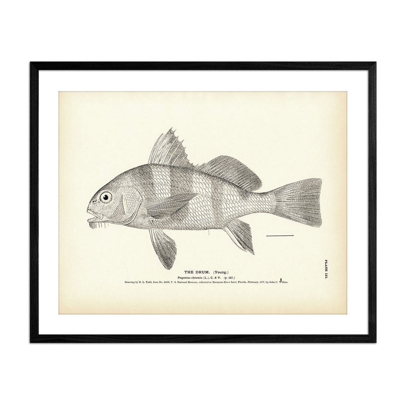 Drum (Young) Art Print - Muir Way - Fisheries