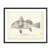 Drum (Young) Art Print