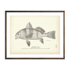 Vintage Drum (Young) fish print