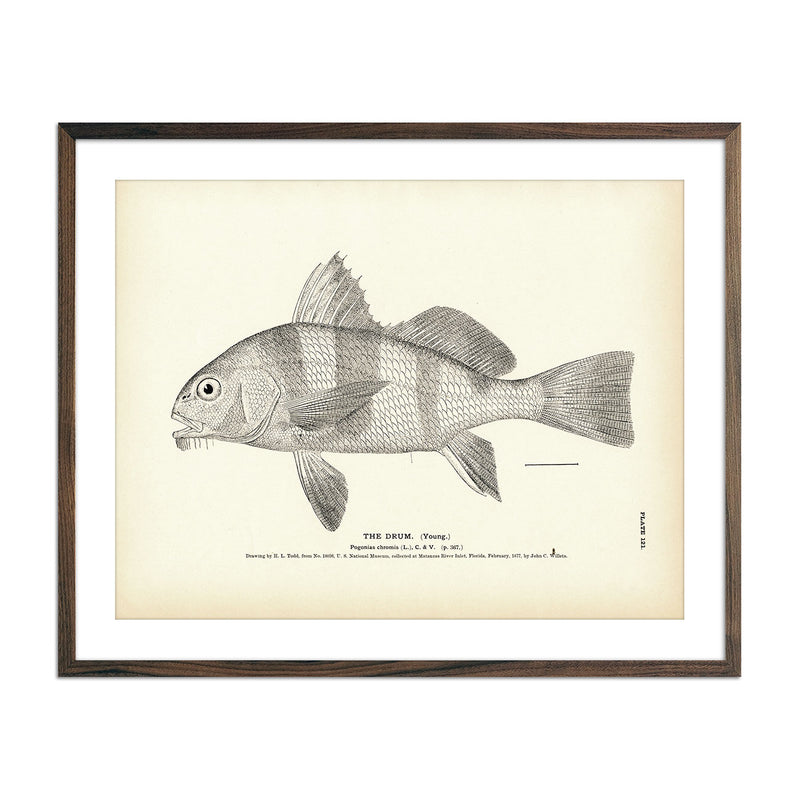 Drum (Young) Art Print - Muir Way - Fisheries