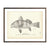 Vintage Drum (Young) fish print