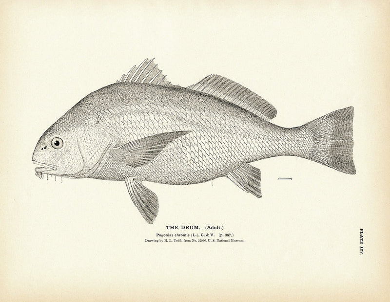 Drum (Adult) Art Print - Muir Way - Fisheries