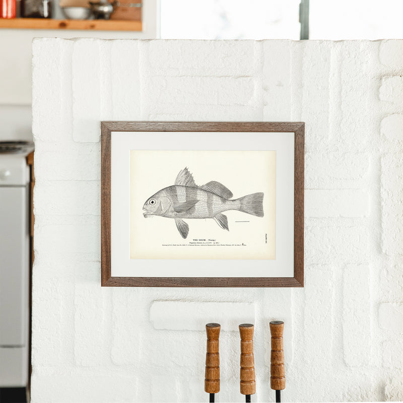 Drum (Young) Art Print - Muir Way - Fisheries