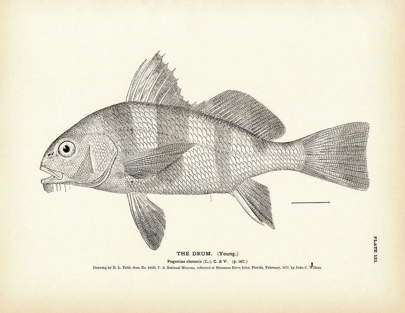 Drum (Young) Art Print - Muir Way - Fisheries