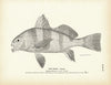 Drum (Young) Art Print