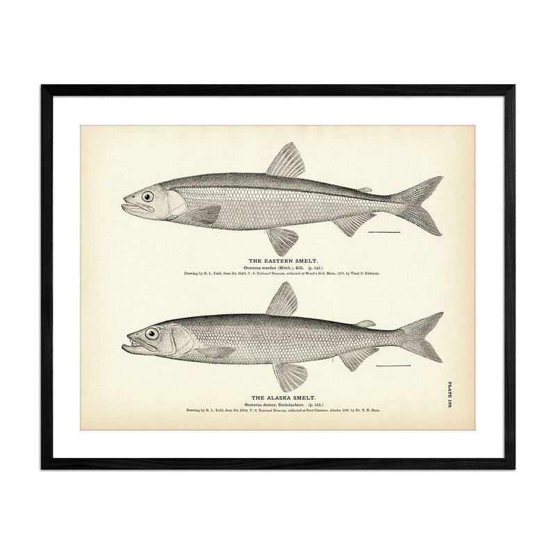 Eastern Smelt and Alaska Smelt Art Print - Muir Way - Fisheries