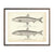 Vintage Eastern and Alaska Smelt fish print
