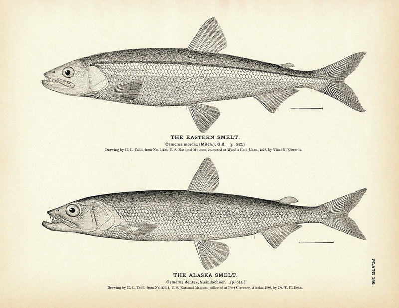 Eastern Smelt and Alaska Smelt Art Print - Muir Way - Fisheries