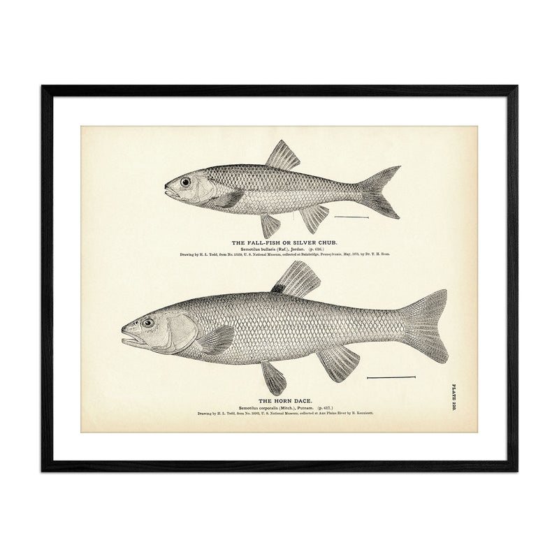 Fall - Fish (Silver Chub) and Horn Dace Art Print - Muir Way - Fisheries