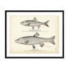 Fall-Fish (Silver Chub) and Horn Dace Art Print