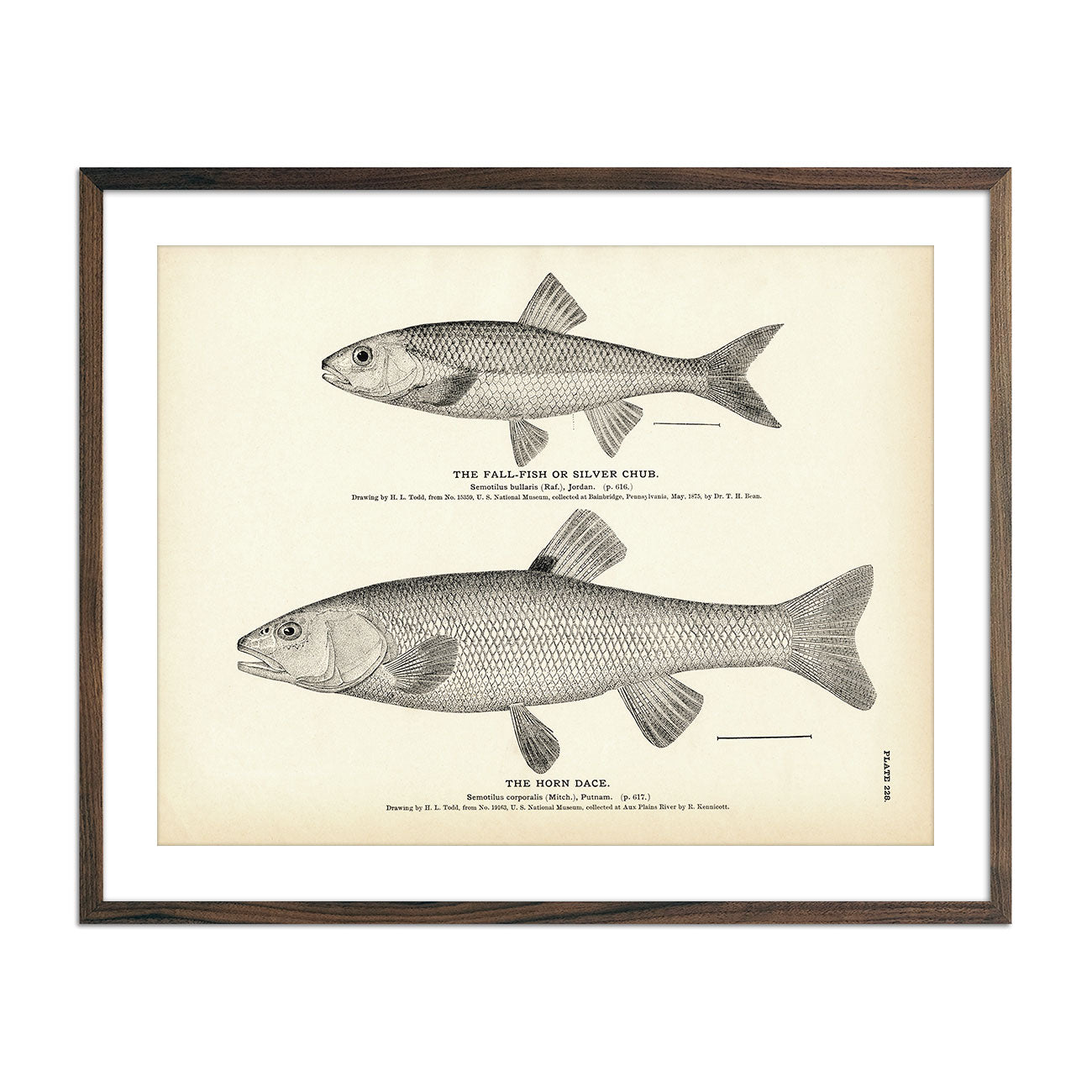 Fall-Fish (Silver Chub) and Horn Dace - 1884 Print