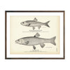 Vintage Fall-Fish and Horn Dace fish print