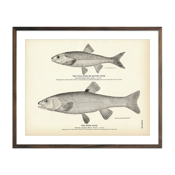 Fall-Fish-Horn-Dace-228-