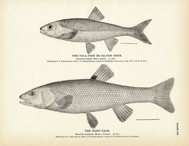 Fall - Fish (Silver Chub) and Horn Dace Art Print - Muir Way - Fisheries