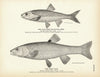 Fall-Fish (Silver Chub) and Horn Dace Art Print