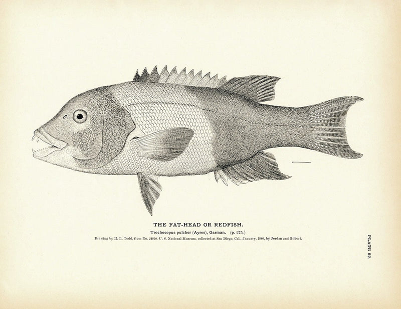 Fat - Head (Redfish) Art Print - Muir Way - Fisheries