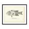 Fat-Head (Redfish) Art Print