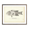 Vintage Fat-Head fish print