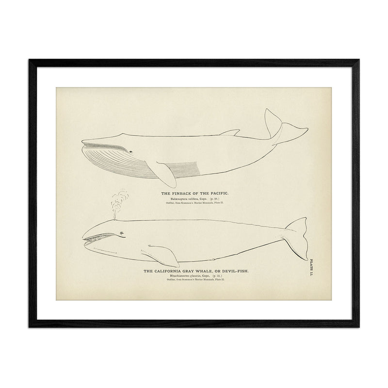 Finback and California Gray Whale (Devil - Fish) Art Print - Muir Way - Fisheries