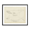 Finback and California Gray Whale (Devil-Fish) Art Print