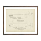 Vintage Finback and California Grey Whale fish print