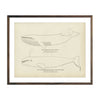Vintage Finback and California Grey Whale fish print