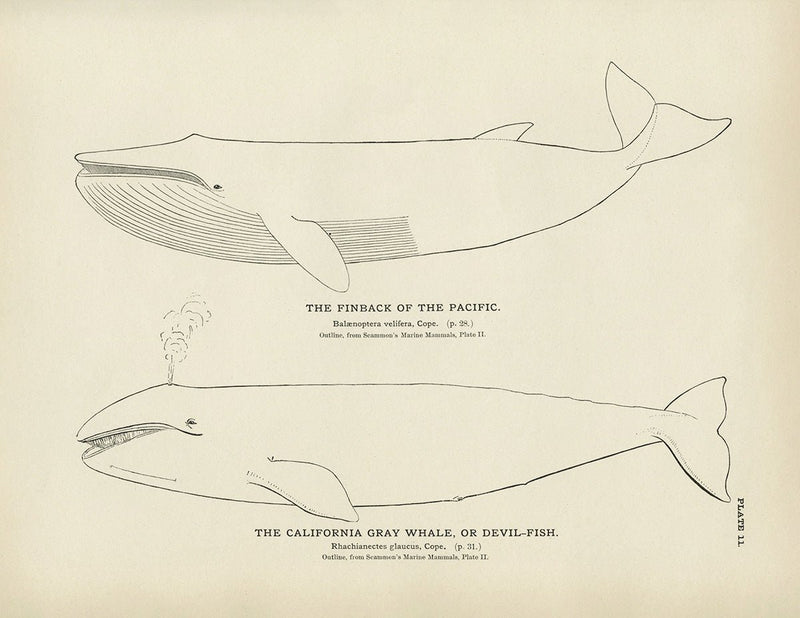 Finback and California Gray Whale (Devil - Fish) Art Print - Muir Way - Fisheries