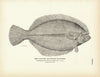 Flatfish (Winter Flounder) Art Print