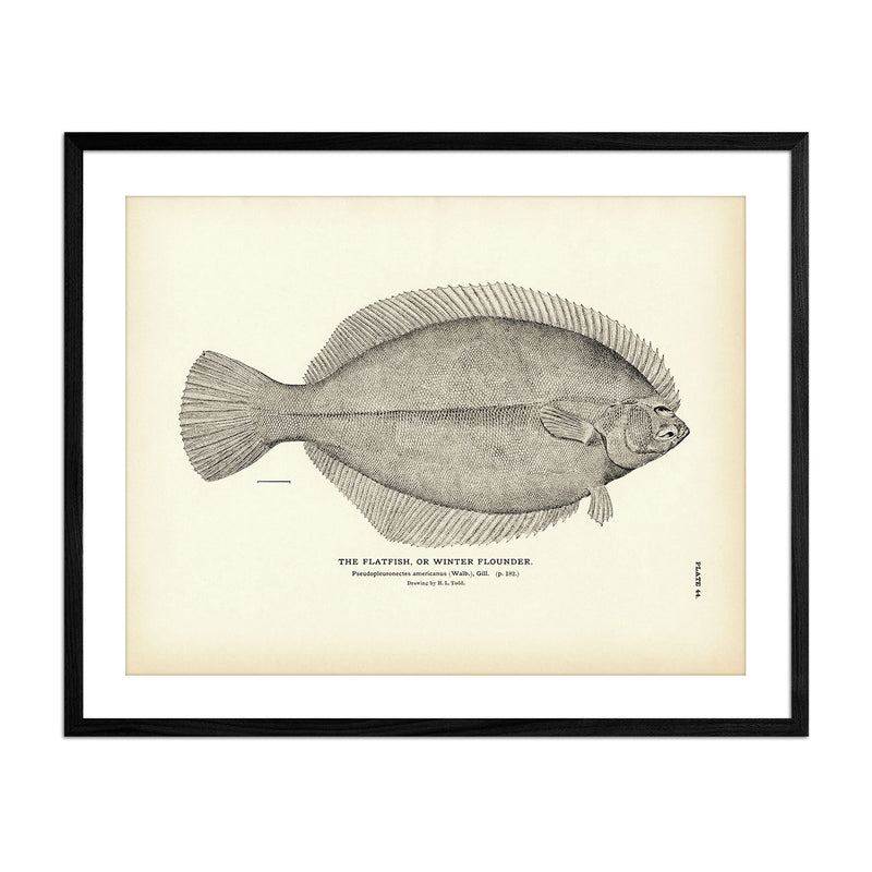 Flatfish (Winter Flounder) Art Print - Muir Way - Fisheries