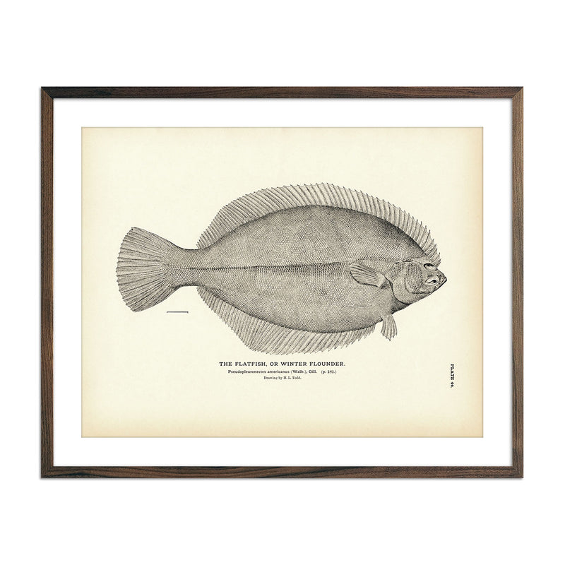 Flatfish (Winter Flounder) Art Print - Muir Way - Fisheries