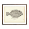 Vintage Flatfish print