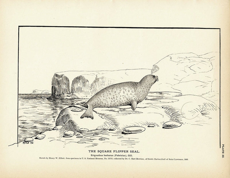 Square Flipper Seal Art Print - Muir Way - Fisheries