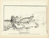 Square Flipper Seal Art Print