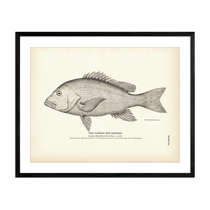 Florida Red Snapper Art Print - Muir Way - Fisheries