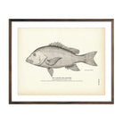 Vintage Florida Red Snapper fish print