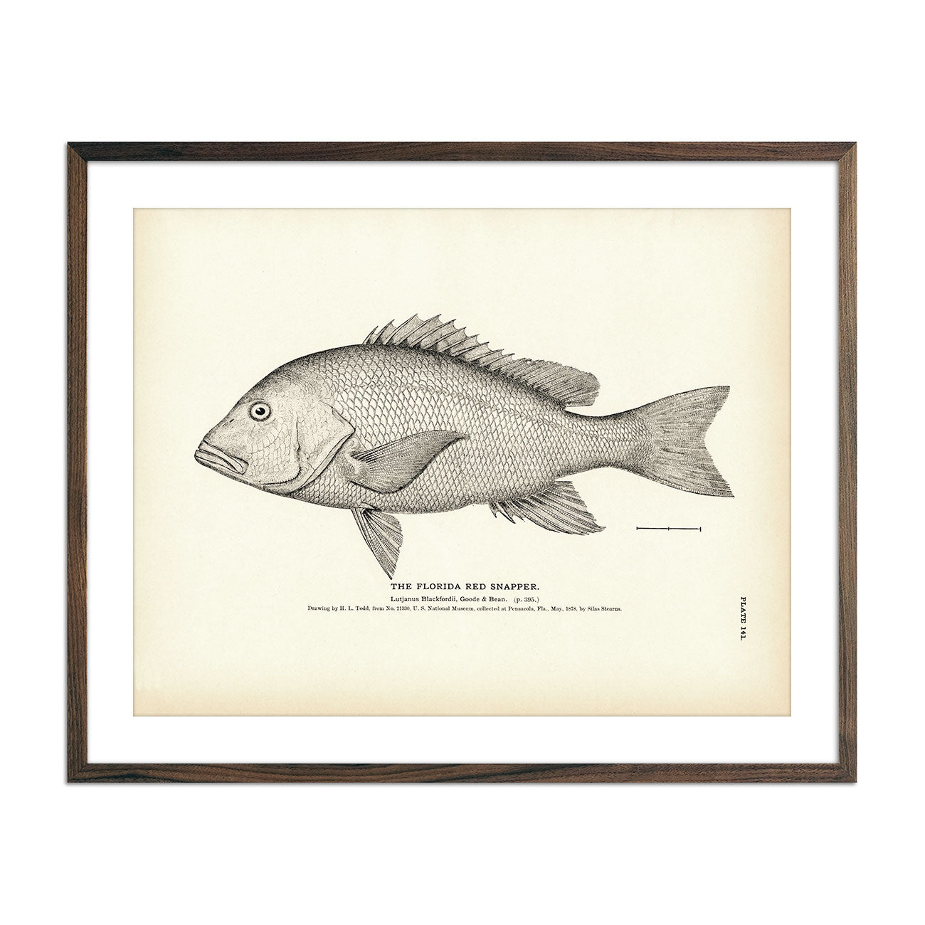 Vintage Florida Red Snapper fish print