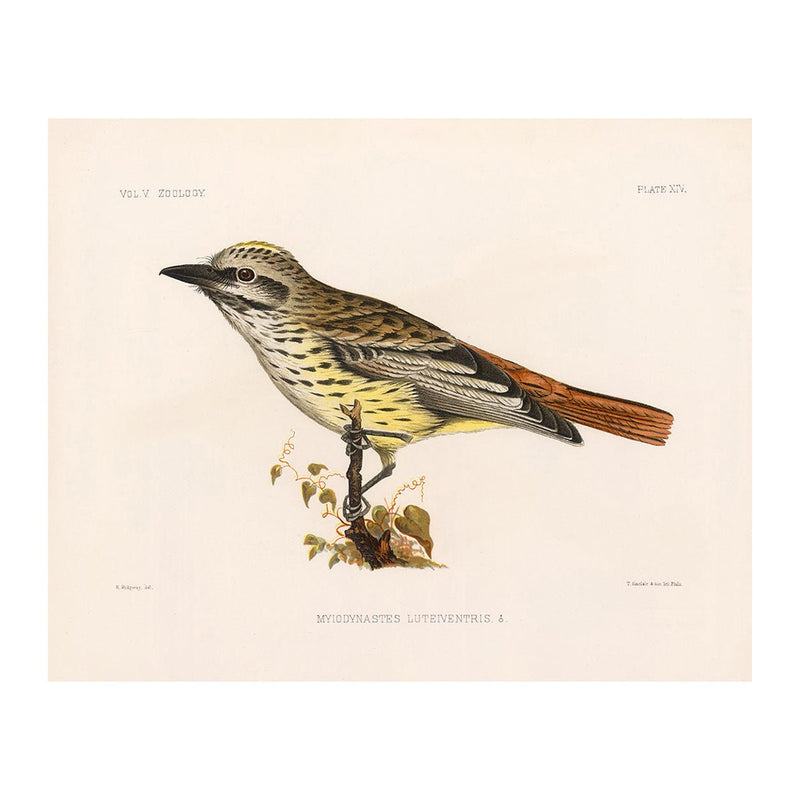 Flycatcher Art Print - Muir Way - Animals