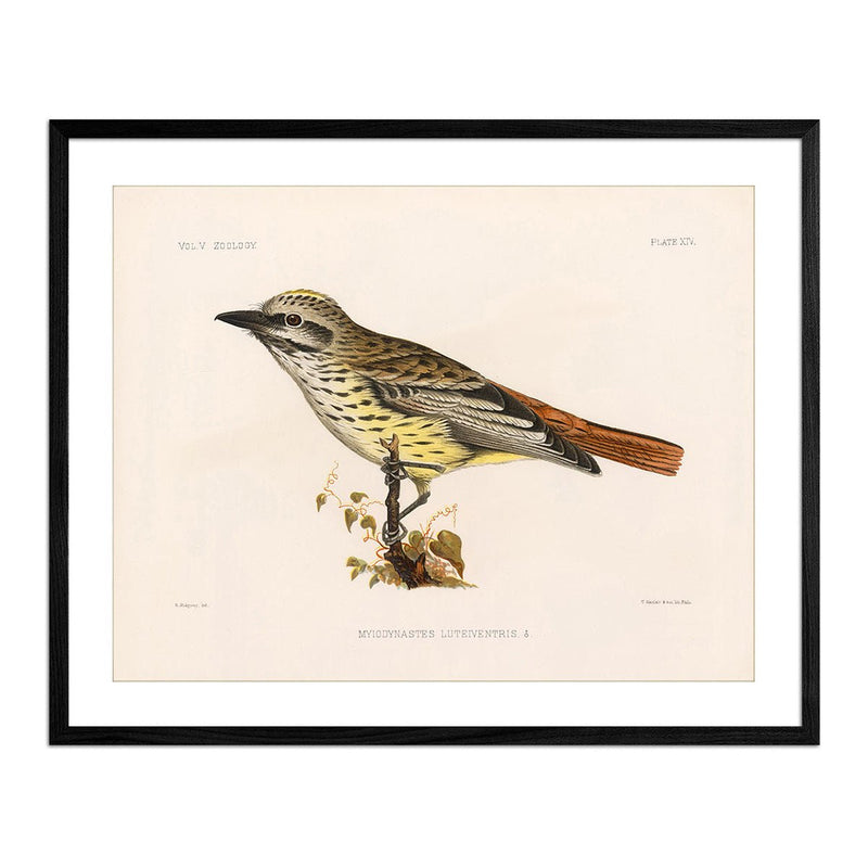 Flycatcher Art Print - Muir Way - Animals
