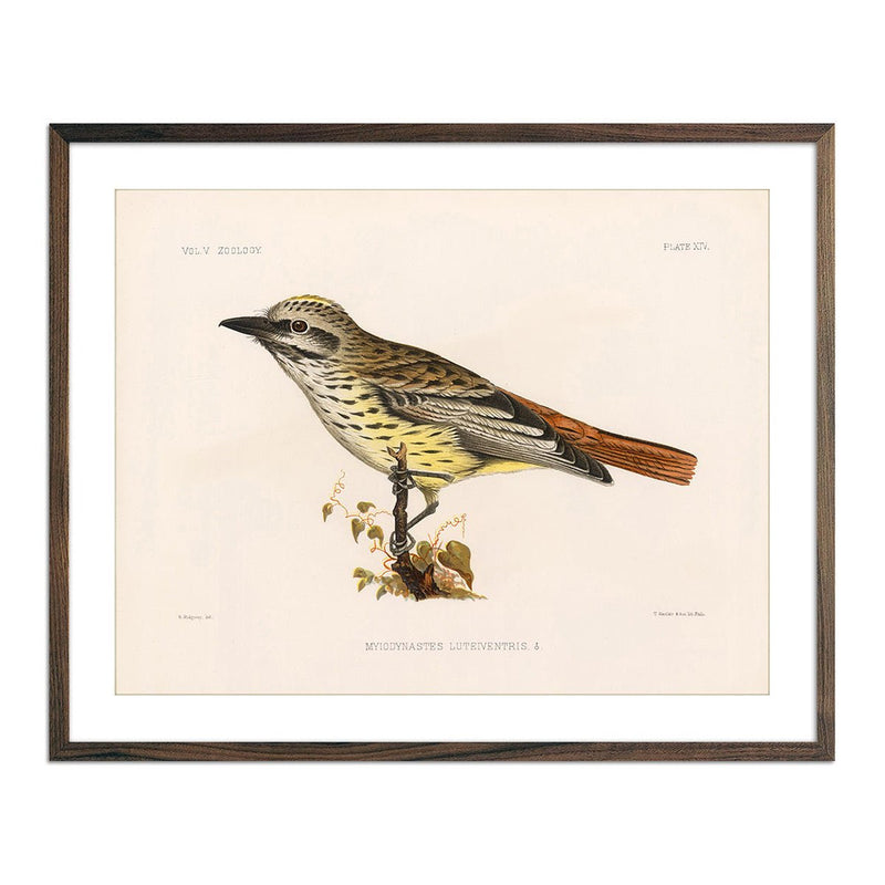 Flycatcher Art Print - Muir Way - Animals
