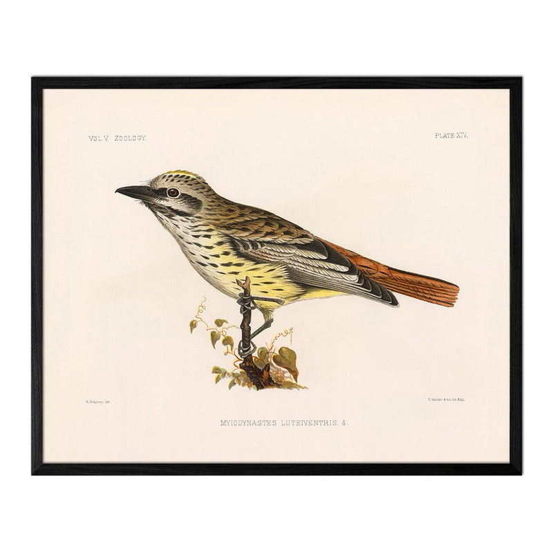 Flycatcher Art Print - Muir Way - Animals