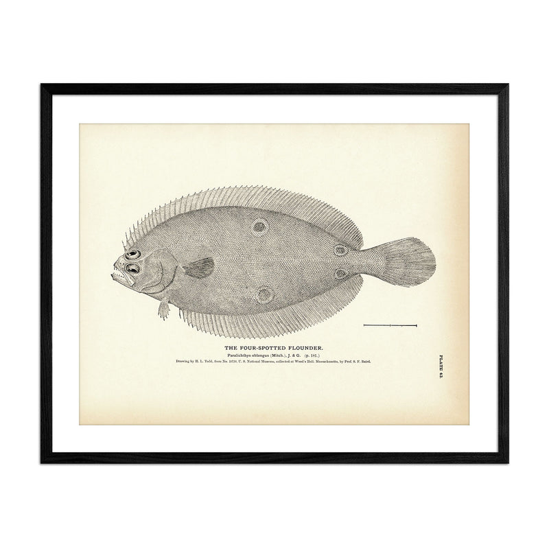 Vintage Four-Spotted Flounder fish print