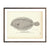 Vintage Four-Spotted Flounder fish print