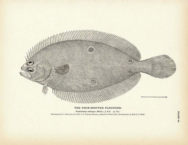 Four - Spotted Flounder Art Print - Muir Way - Fisheries