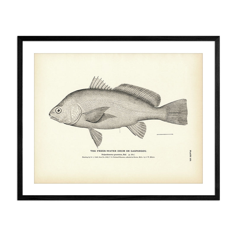 Fresh - Water Drum (Gaspergou) Art Print - Muir Way - Fisheries