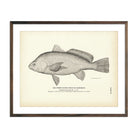 Vintage Fresh-Water Drum fish print