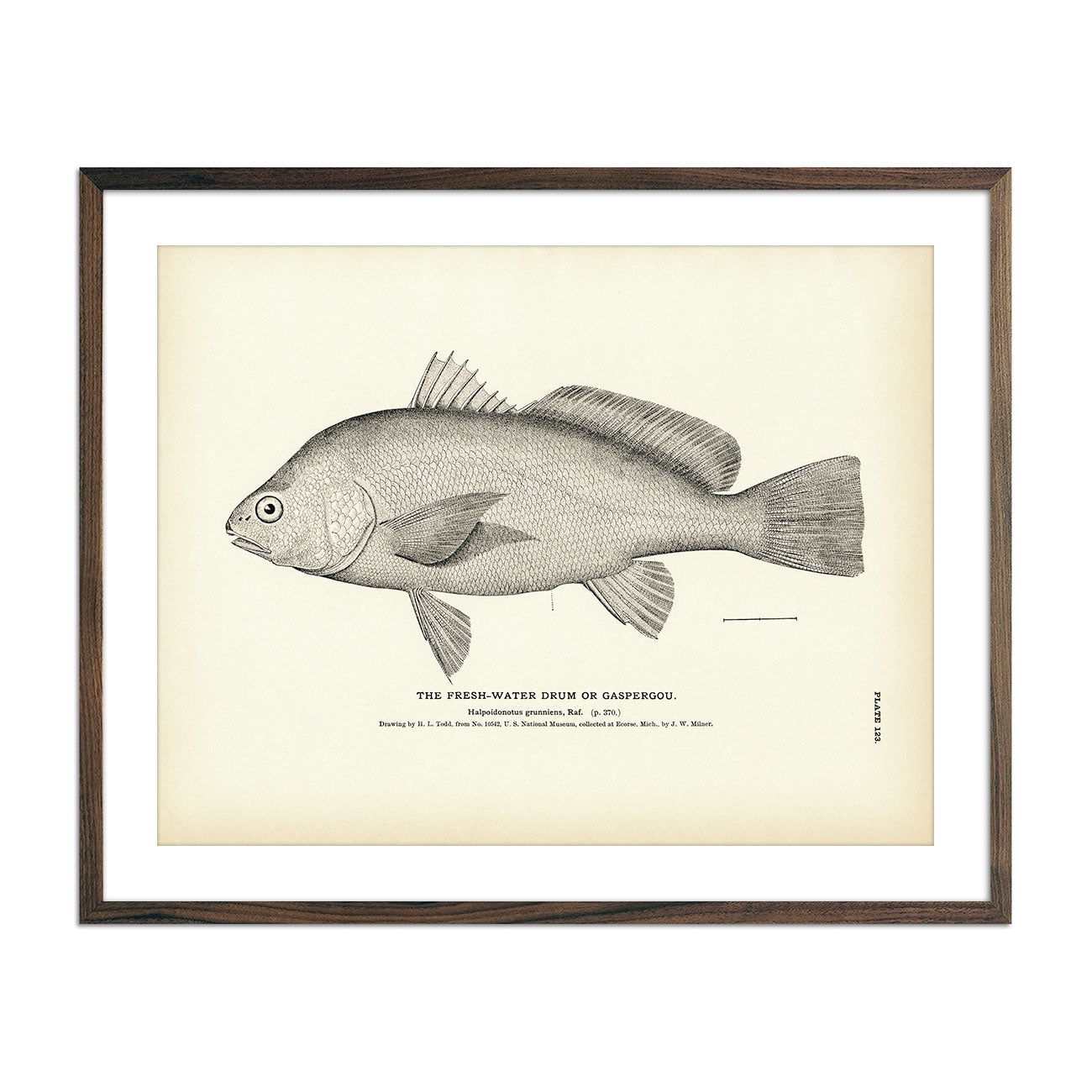 Vintage Fresh-Water Drum fish print