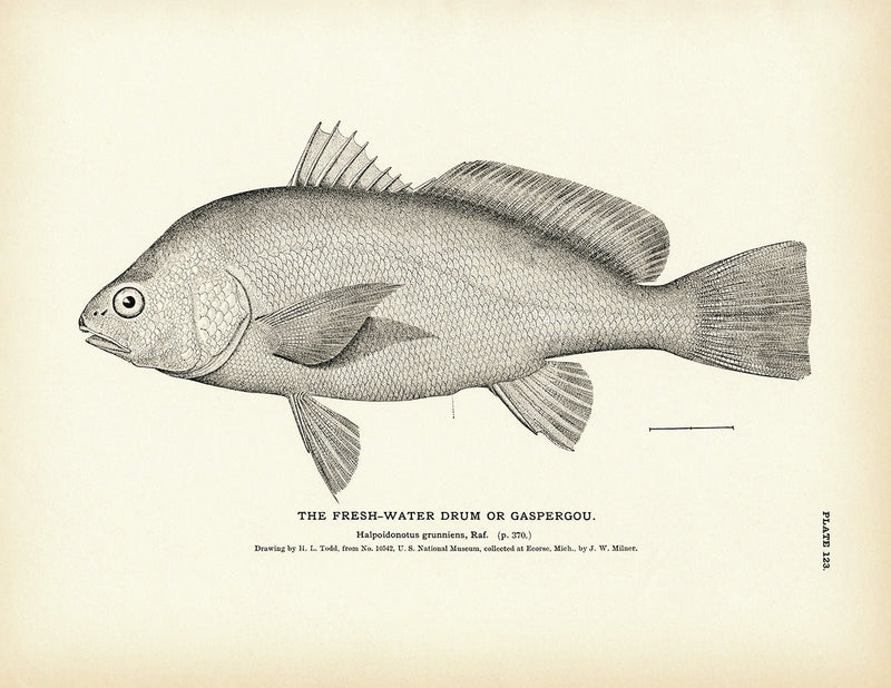 Fresh - Water Drum (Gaspergou) Art Print - Muir Way - Fisheries