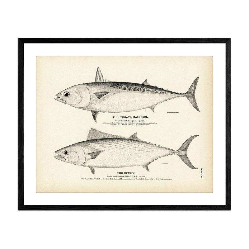 Frigate Mackerel and Bonito Art Print - Muir Way - Fisheries